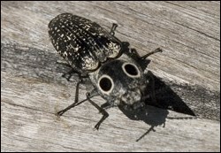 Eyed click beetle