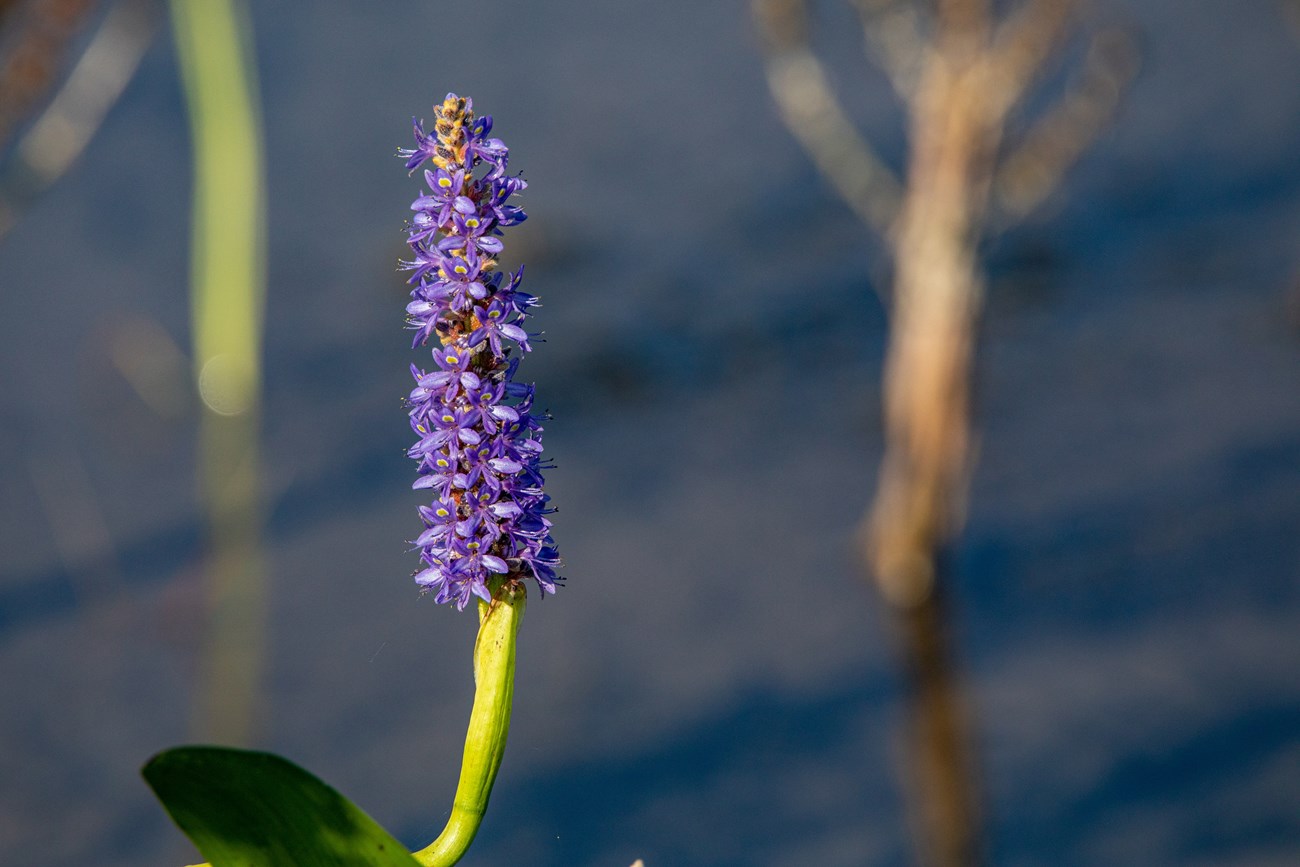 EVER_WildFlowers_NPbyFedericoAcevedo (17 of 27)