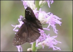 Florida duskywing