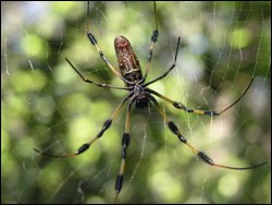 Golden silk orb weaver