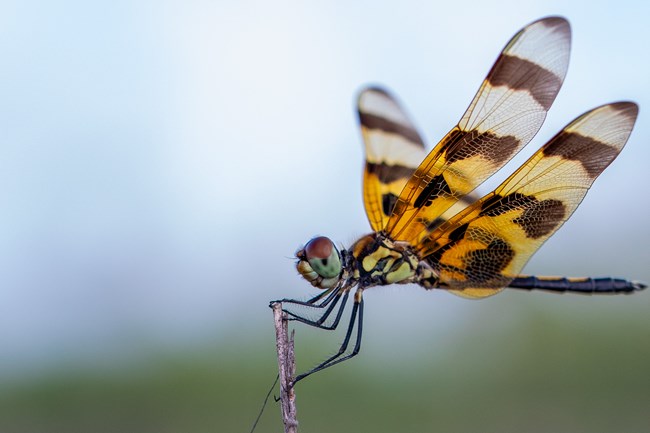 Dragonfly