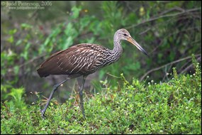 Limpkin walking through vegetation