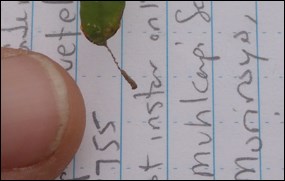 Florida leafwing first instar caterpillar