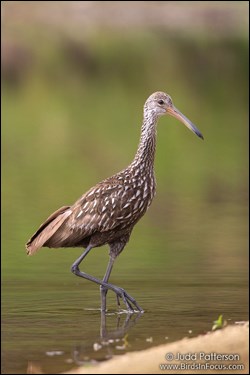 Limpkin "high-stepping" through shallow water