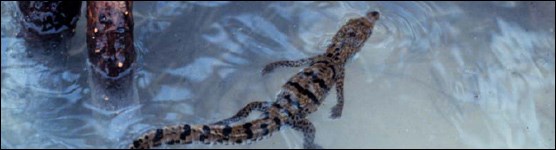 Juvenile Crocodile Among the Mangrove Roots