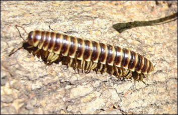 Millipede