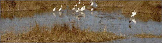 Wading Birds in an Everglades Marsh