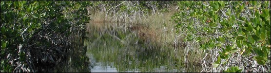 The Waters of Taylor Slough