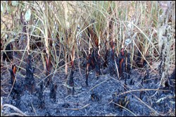 Charred sawgrass