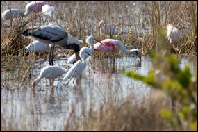 Wading birds commonly seen in Everglades National Park