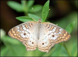 White peacock