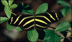 Zebra longwing butterfly