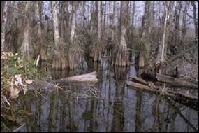 Big Cypress National Preserve