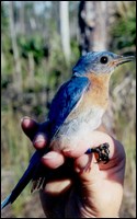 Photograph of Eastern Bluebird