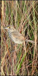 Photograph of Cape Sable Seaside Sparrow