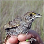 Cape Sable Seaside Sparrow