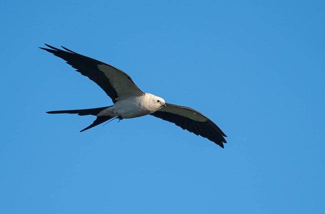 swallow tailed kite with mouse