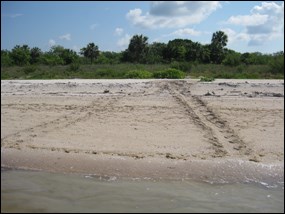 Sea turtle crawl