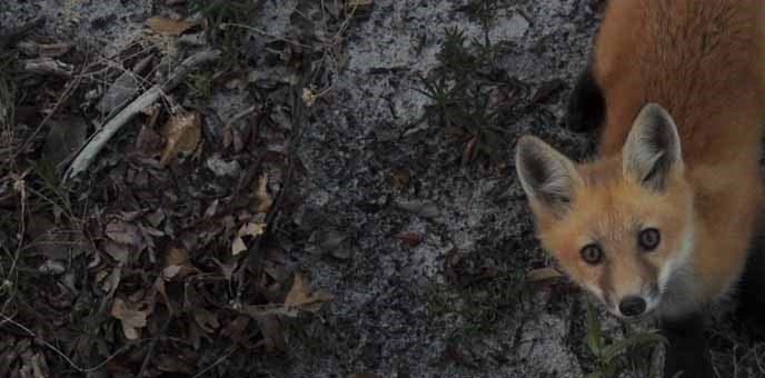 A red fox kit peers up at the camera.