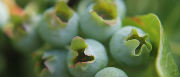 Blueberries are a brilliant shade of green before they ripen