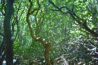 Twisted trunks in dense leafy canopy of sassafras trees.