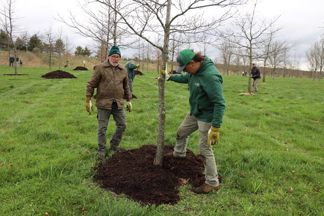 Arborist Mulching Trees