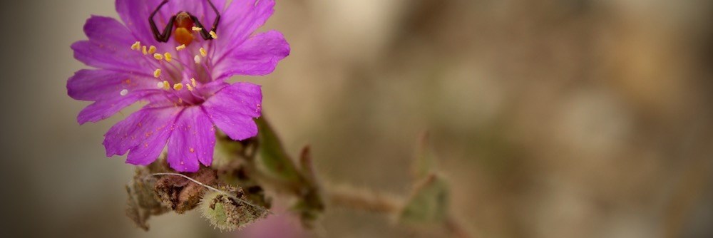 A close up of a purple flower