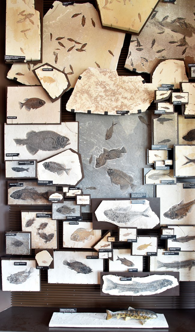 Over 50 fish fossils on display. There is a model of a fish atop a rock at the bottom of the case.