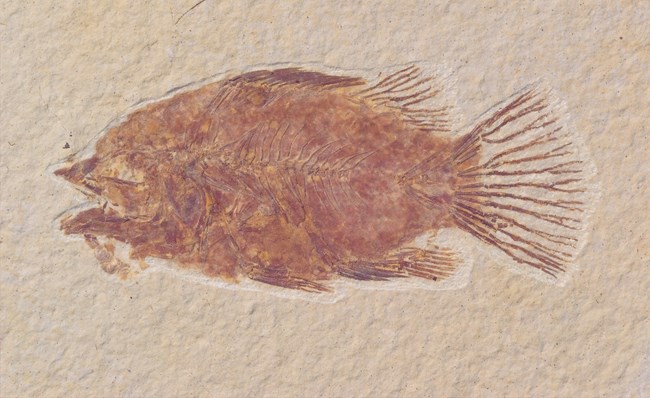 An orange fossil fish with splayed fan-shaped tail.