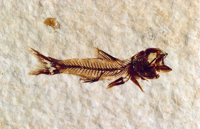 A juvenile fossil fish with a large head and scales visible.