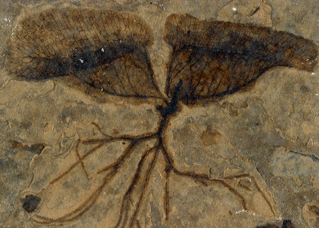 fossil of 2 cup like leaves with skinny roots hanging below