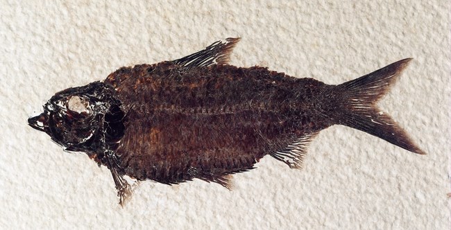 A fossil fish with a deep belly and forked tail.