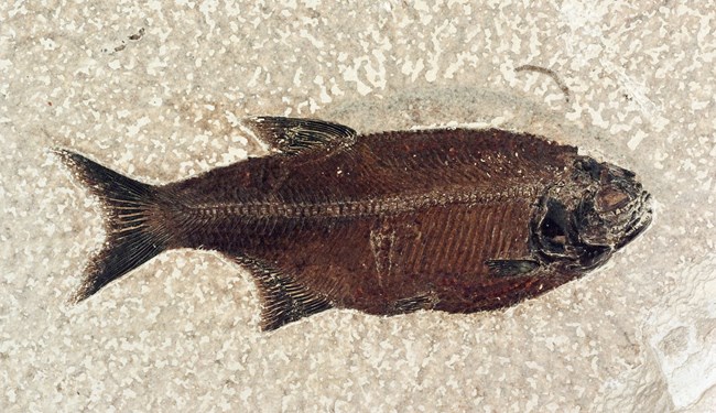 A fish fossil with a small black head and a forked tail.