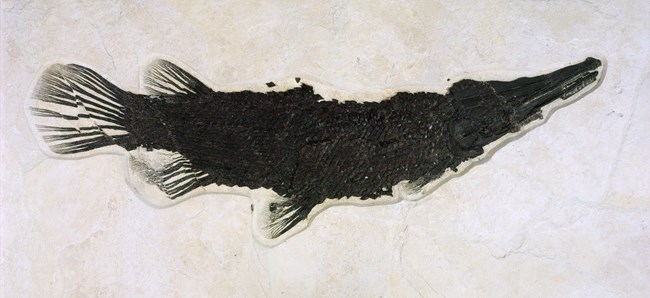 A gar fish fossil curved with nose and tail upwards and covered in diamond scales.