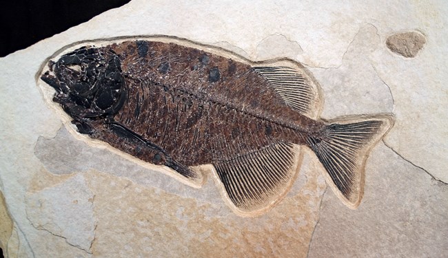 A fossil fish with large dorsal and ventral fins near the tail.