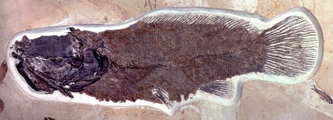 A bowfin fish fossil with a black head and dark brown body.