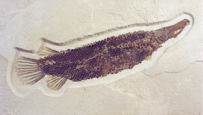 A far fish fossil with diamond shape scales covering entire body.