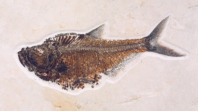 A fossil fish with a deep belly, forked tail, and an upturned mouth.