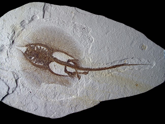 A stingray fossil with portion of bottom ray missing and claspers to the left of the tail.