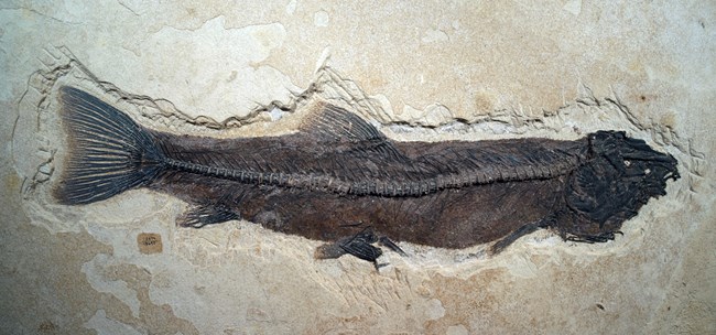 A long, thin fossil fish with down-turned mouth.