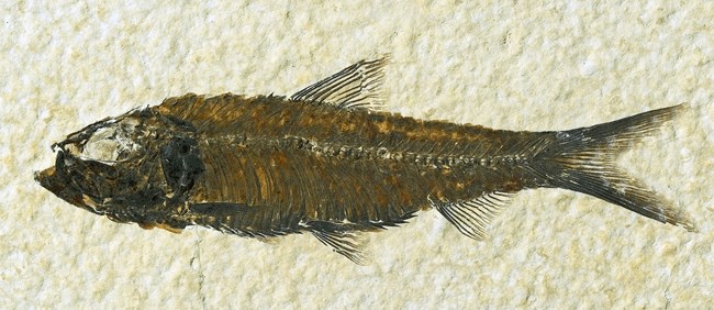 A long, thin orange-brown fish fossil with a forked tail.