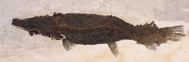 A gar fish fossil compressed so it is viewed from its back. Its diamond-shaped scales were preserved.