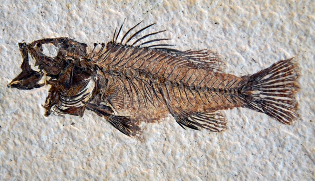 An orange-brown fossil fish on speckled tan stone.