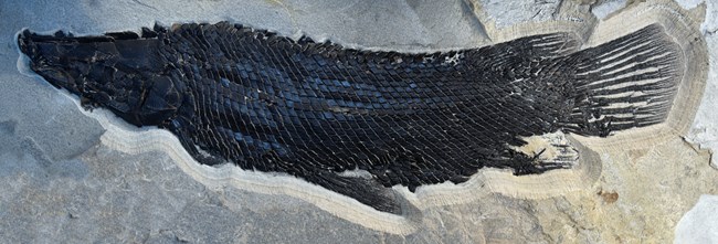 A gar fish fossil gar glossy diamond-shaped scales facing left.