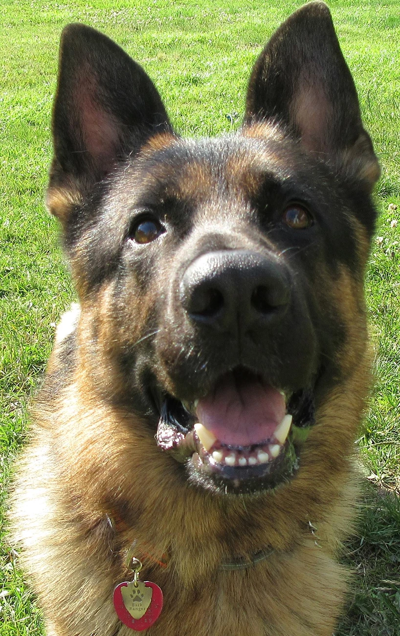 Bark Ranger Orion German Shepard with Bark Ranger tag