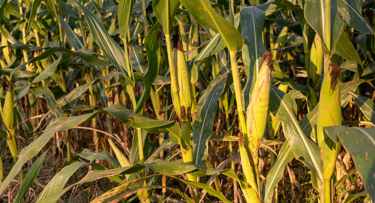 Corn crops in sunset lighting.