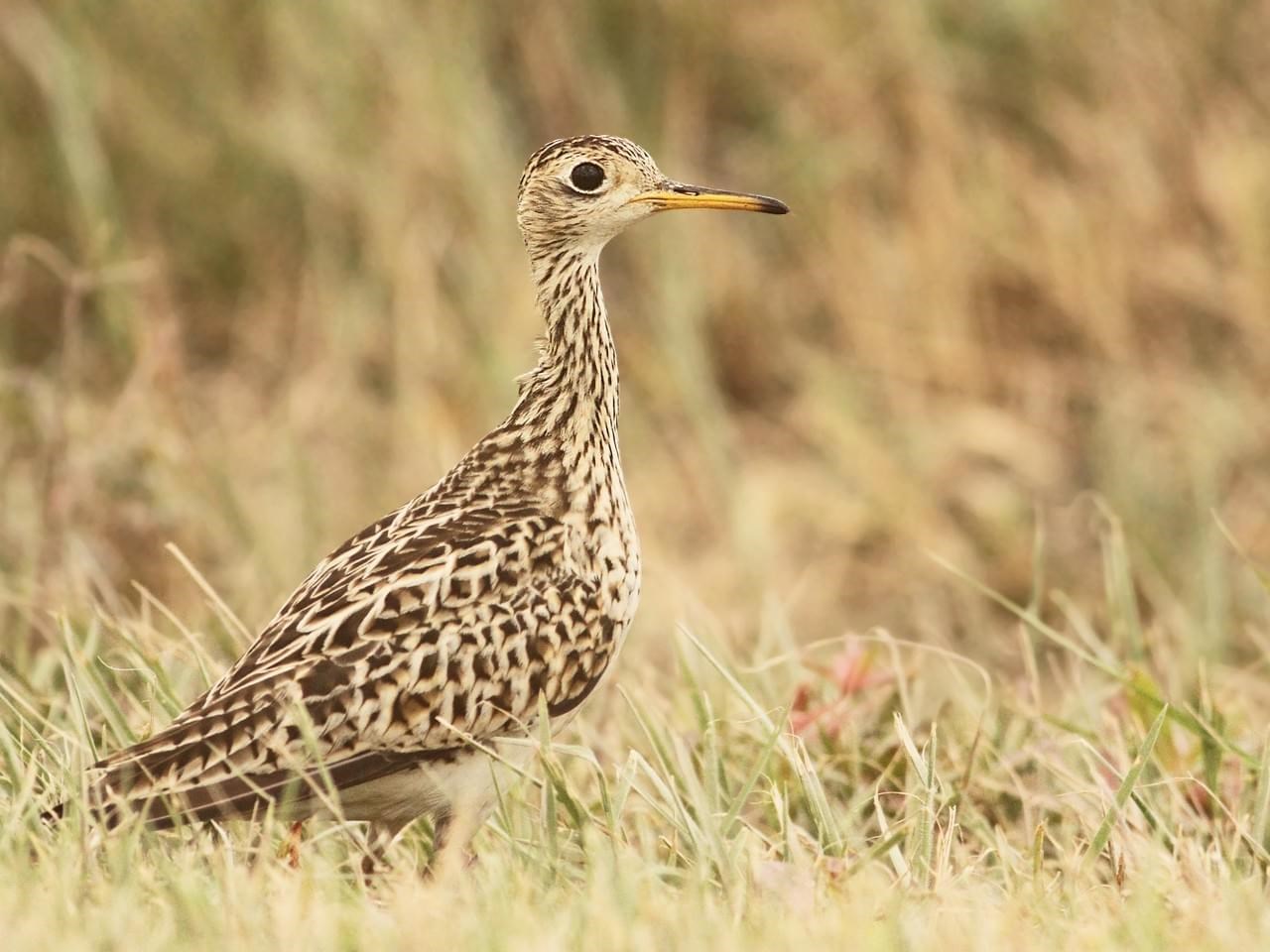 A medium sized brown mottled shorebird in the grass