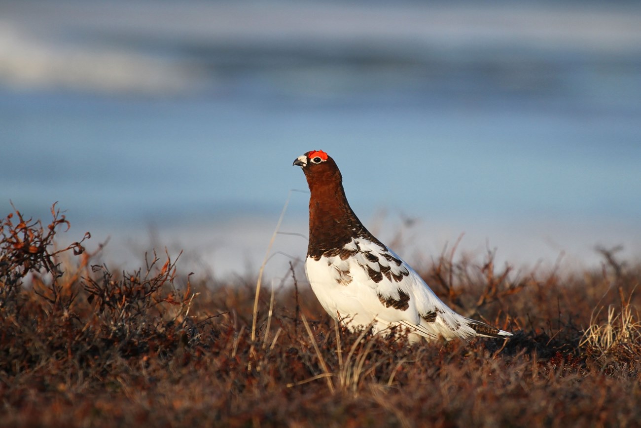 Willow Ptarmigan male after its spring molt before he acquires the all-brown plumage during his summer molt after courtship. In this image, the male’s head and neck are brown and his body is mostly white still some brown feathers on this wings.