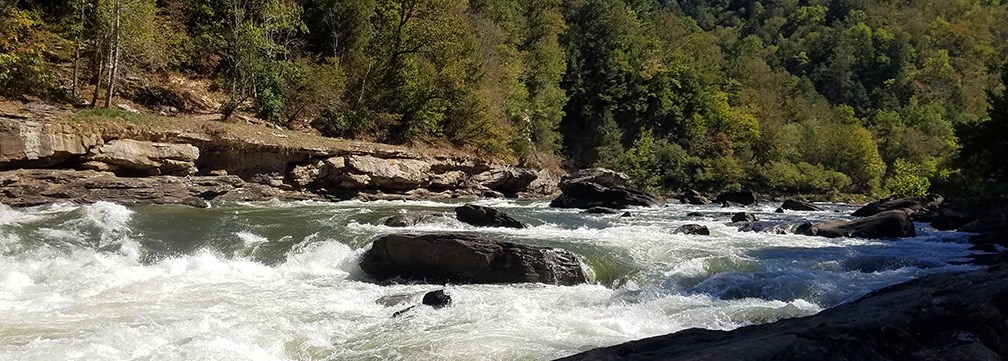 river with rapids and forest