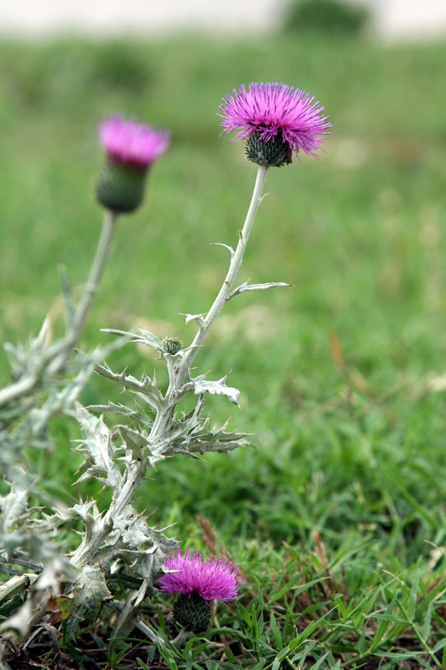 A close-up image of a Bull Thistle plant, featuring spiny green leaves and a large purple flower head.